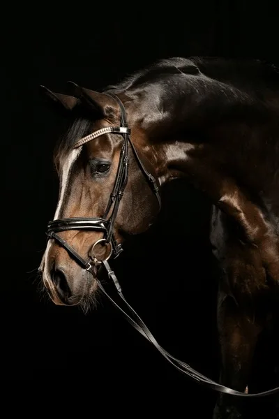 沙漠之鹰 - 马匹血统 - 皇冠网