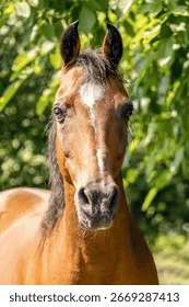 皇家信使 - 马匹血统 - 皇冠网