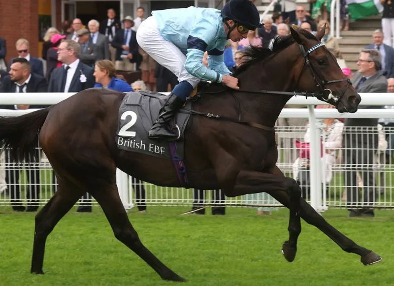 午夜狂奔 - 马匹血统 - 皇冠网